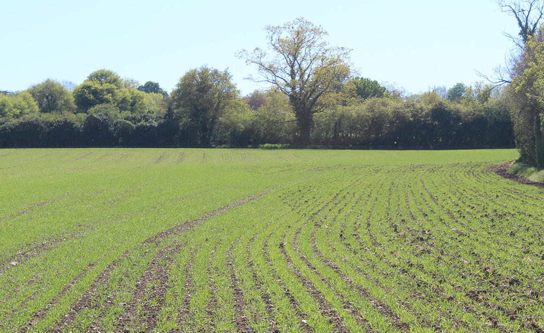 Land at Hadstock, Near Saffron Walden